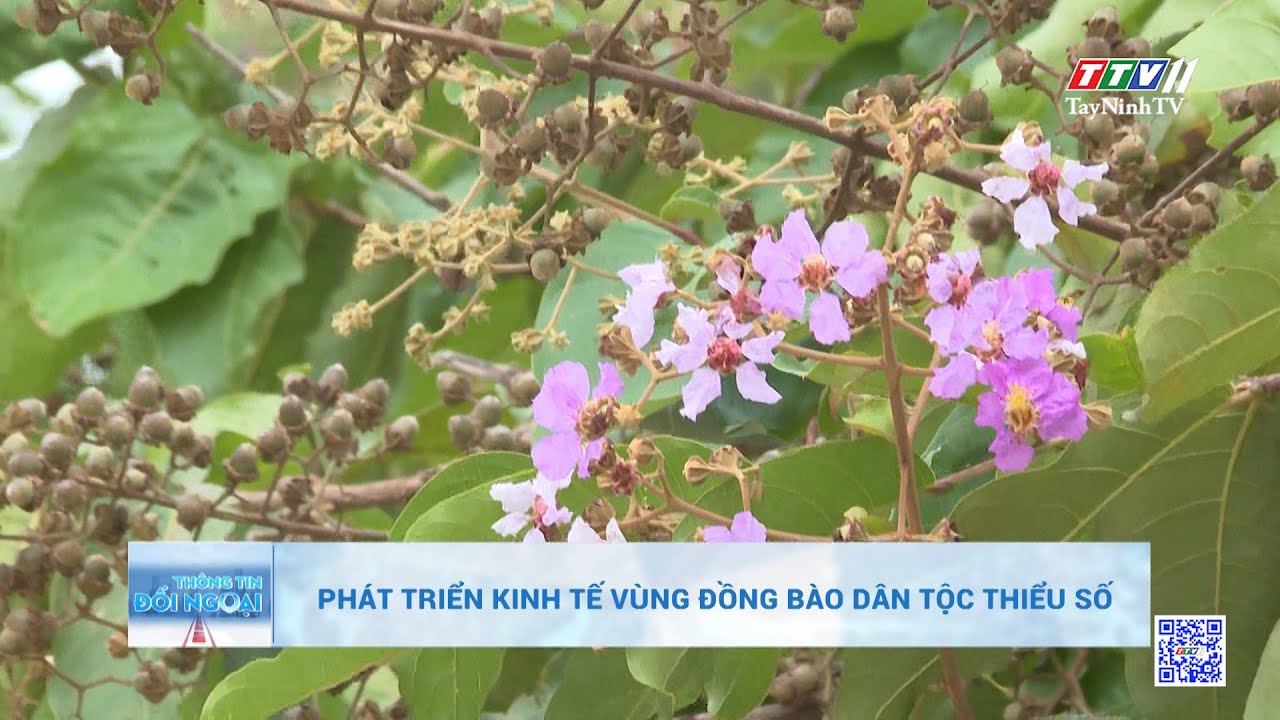 Phát triển kinh tế vùng đồng bào dân tộc thiểu số | THÔNG TIN ĐỐI NGOẠI | TayNinhTVDVC